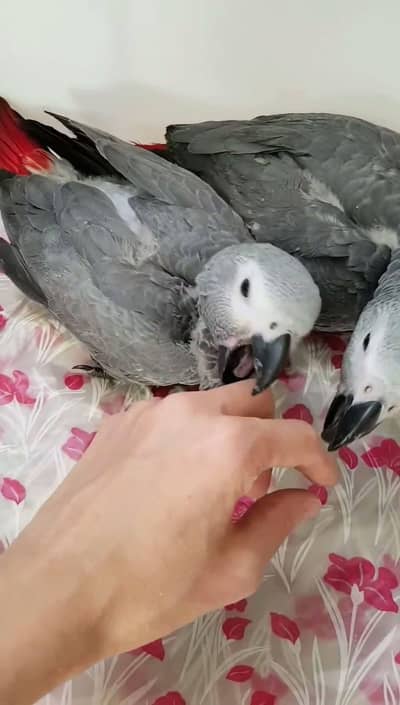 African grey parrot chik 03301974189