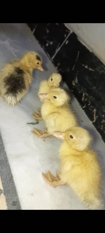 Duck Chicks available