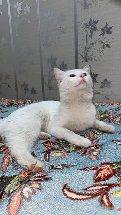 Persian for sale