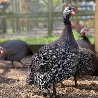 Healthy Chakor Pair For Sale | Khubsurat Chakor Jora