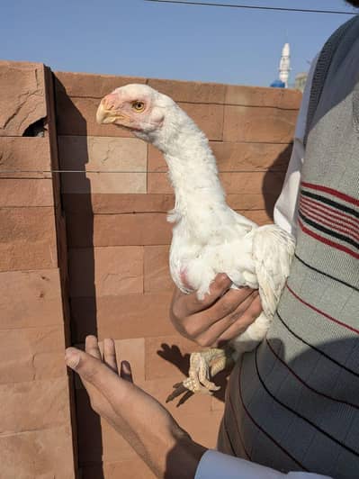 Parrot biek aseel