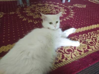 Persian Cat triple coated for Sale