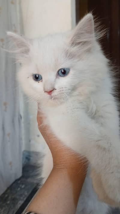 Persian Kittens