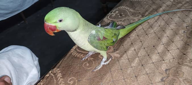 parrot for sale