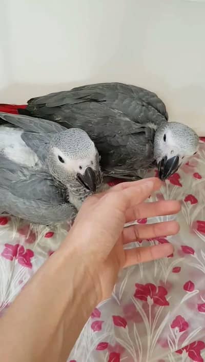 African grey parrot chik 03301974189