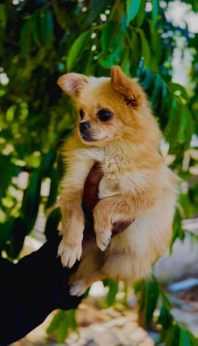 Long haired chihuahua young male puppies are available for new homes