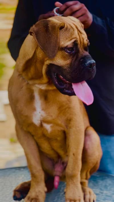 Bull mastiff male puppy available for farm house's