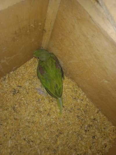 raw parrot only call+92 320 0048950