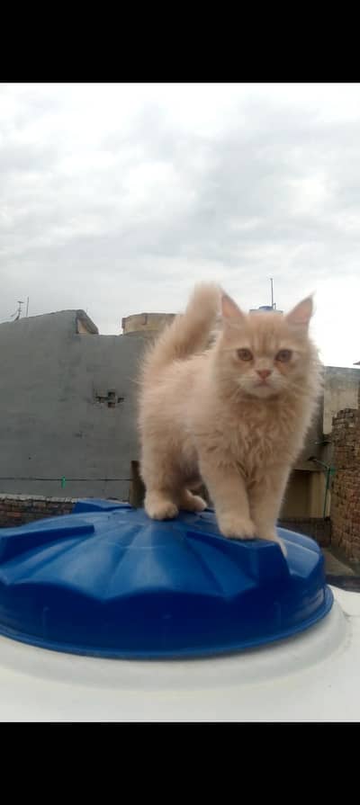 Persian cat for sale