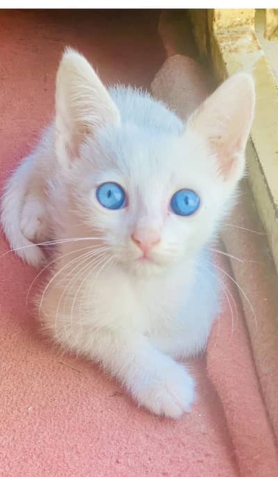 Persian Cat