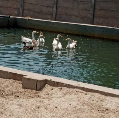 seven breeder ducks
