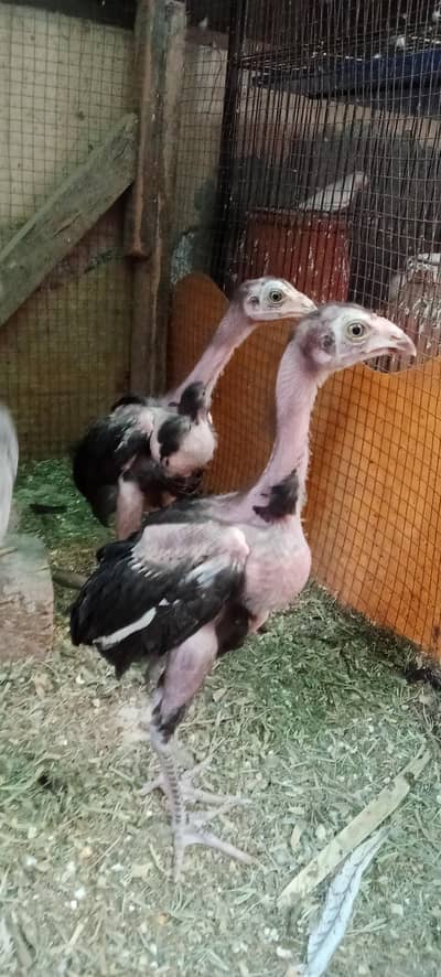 Hen /Aseel Chicks/ Aseel murgi/ Aseel Murga  / Chick price 2000