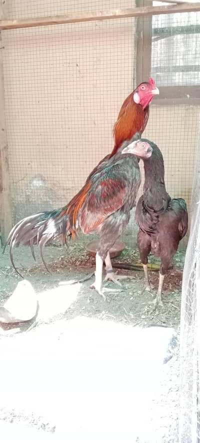 Hen / Aseel murgi/ Aseel Murga /Thai
