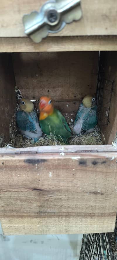 Love bird chicks
