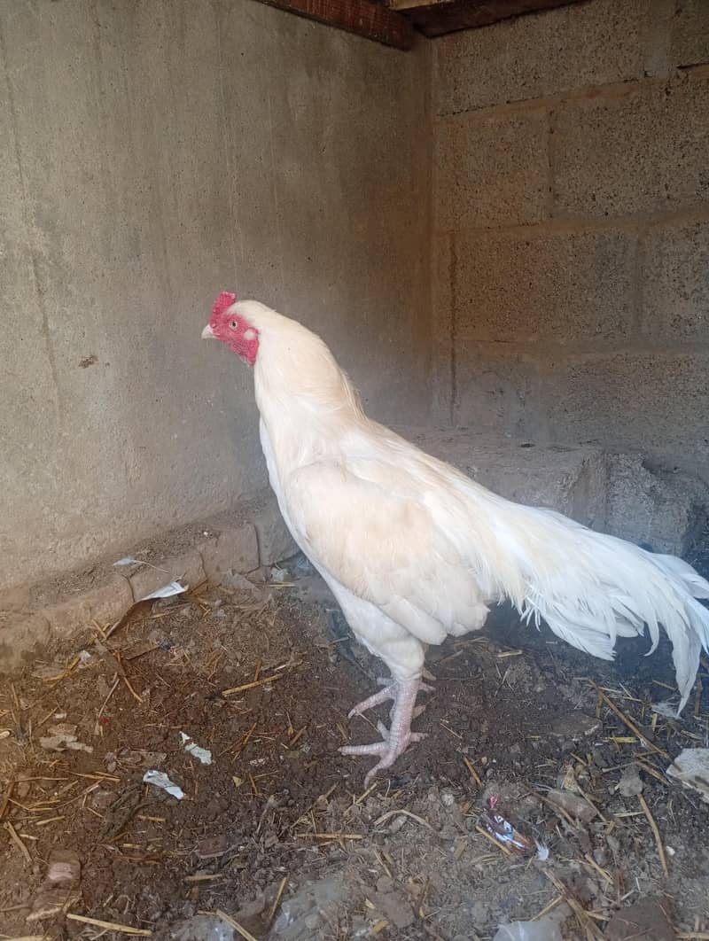 hira murga hai jis Kisi ko chahie vah rasta Karen saat rabbit, 1000 ka 3
