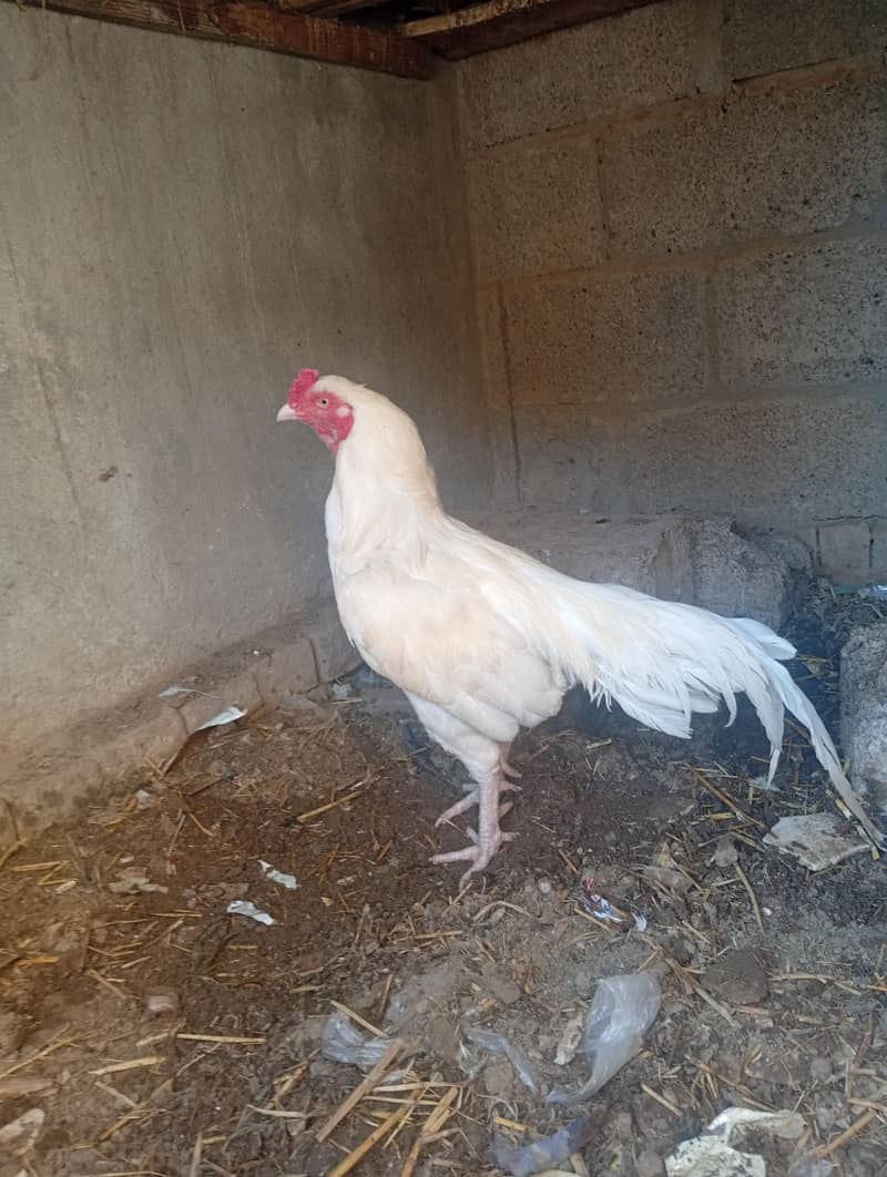 hira murga hai jis Kisi ko chahie vah rasta Karen saat rabbit, 1000 ka 5