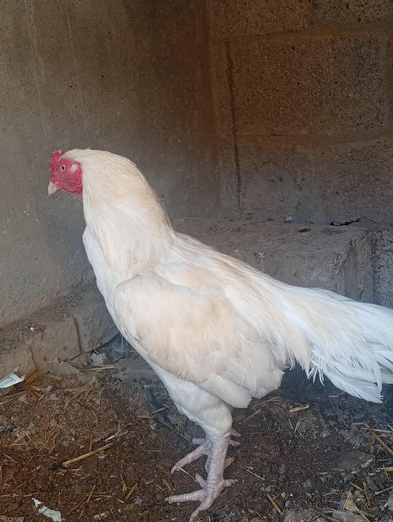 hira murga hai jis Kisi ko chahie vah rasta Karen saat rabbit, 1000 ka 6