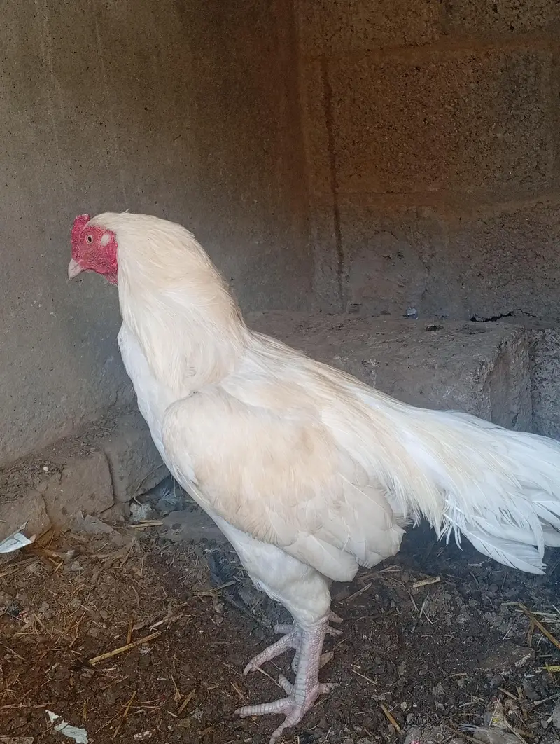 hira murga hai jis Kisi ko chahie vah rasta Karen — photo 7