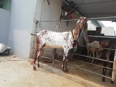 makkhi chini bakri