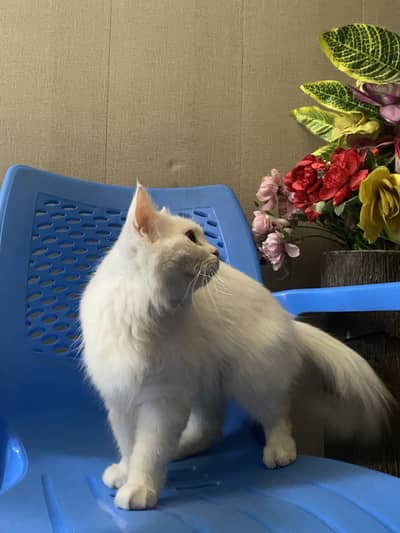 White Persian cat and kittens  (Triple Coat)