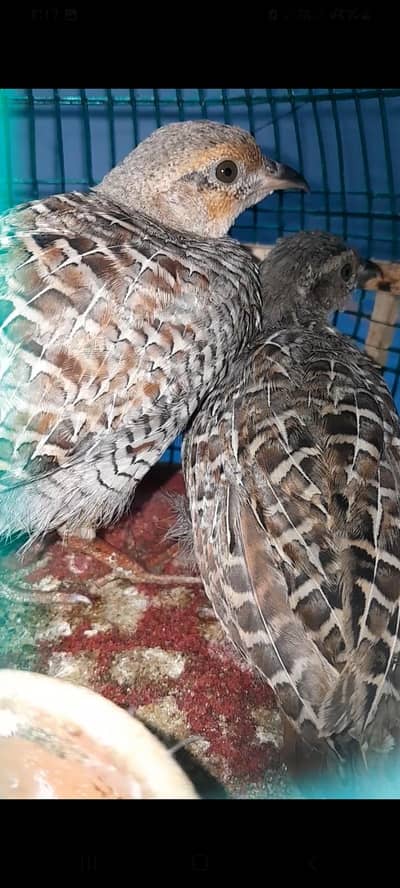 Desi Teetar Chicks For Sale