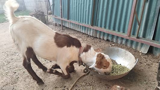 Russian Fancy Teda beautiful Male