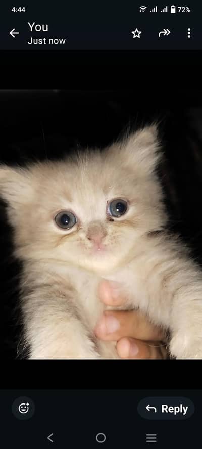 Cute and healthy kittens are available for sale/adoption