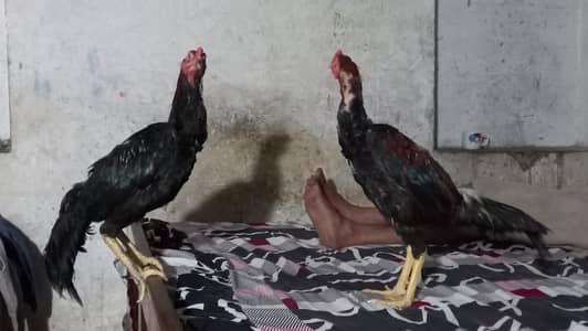 Aseel Cock