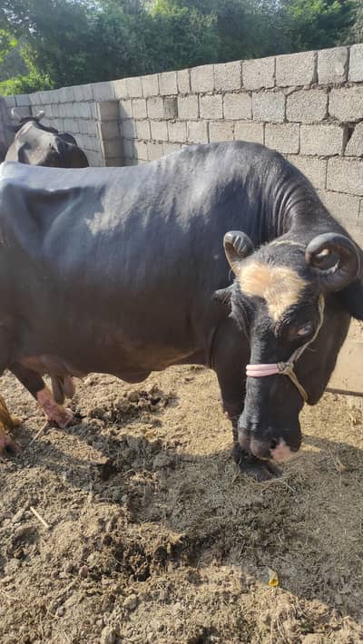 Bhains | Buffalo | Gabban for sale
