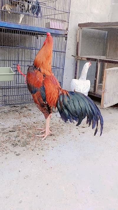 Aseel Pair For Sell: 0334-3769578.