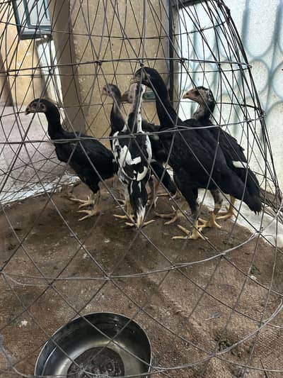 Pure shamo black jet color 4 male and 4 female age 3 months