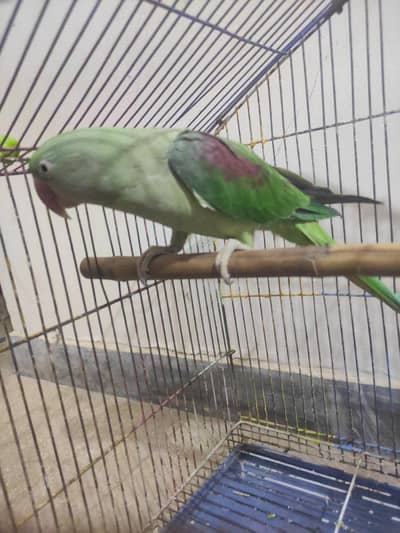 parrot for sale