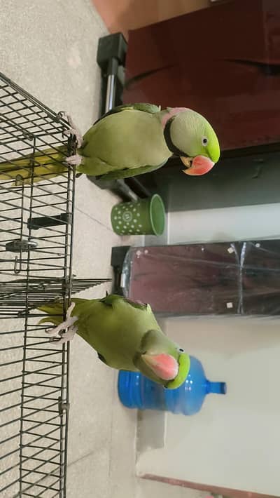 kashmiri Raw parrots pair