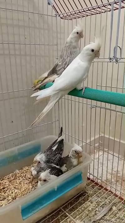 Top Quality cocktail pairs without chicks All r breeders fellow cream