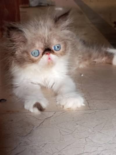 CFA bloodline female kitten