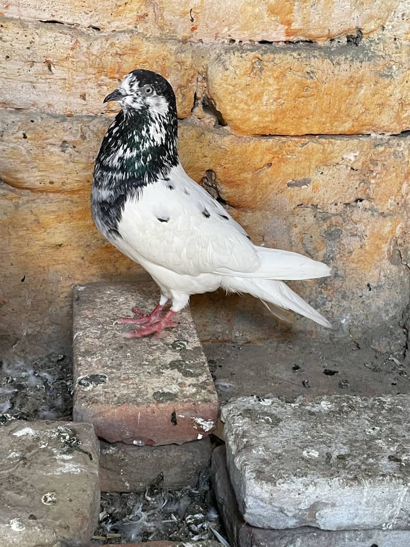 Breeder pair 5