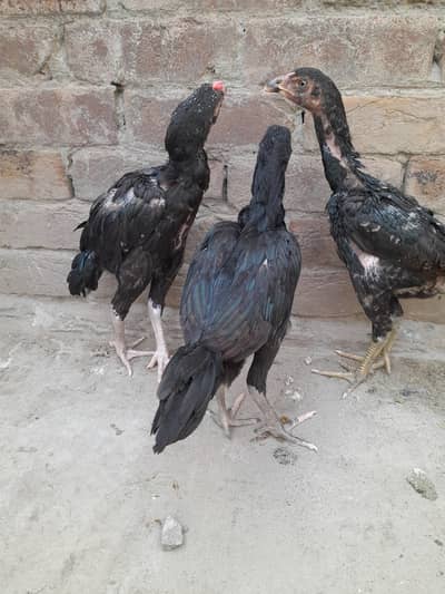 mianwali aseel chicks[0306-14-88-325]