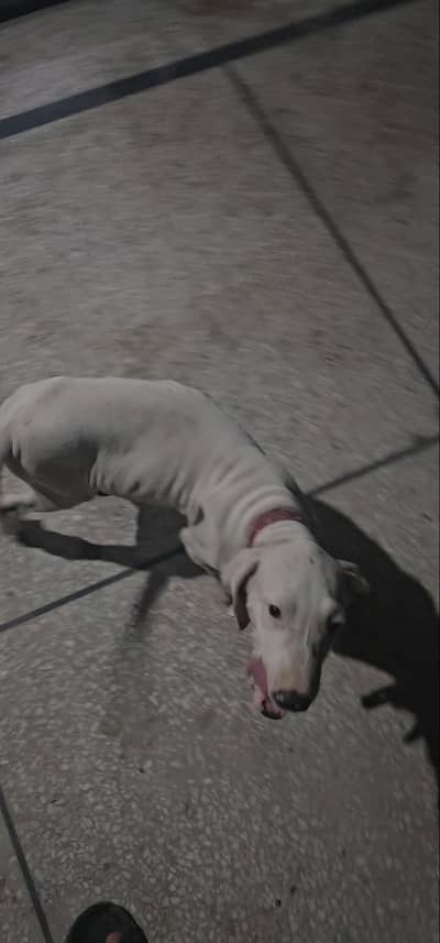 bulltier dog for urgent sale highted