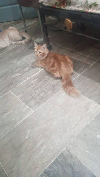 Persian male cat odd eyes