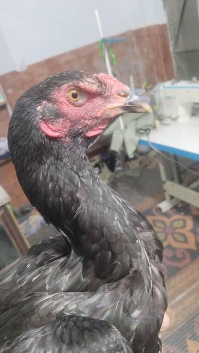 Pure valaiti breed kurak female