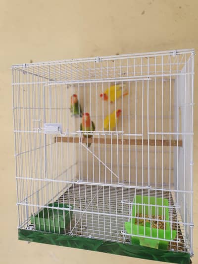 2 pair's Love birds only 2500 [0320/4343/502]