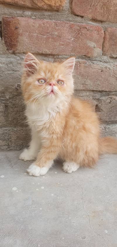 Bi color piki kitten