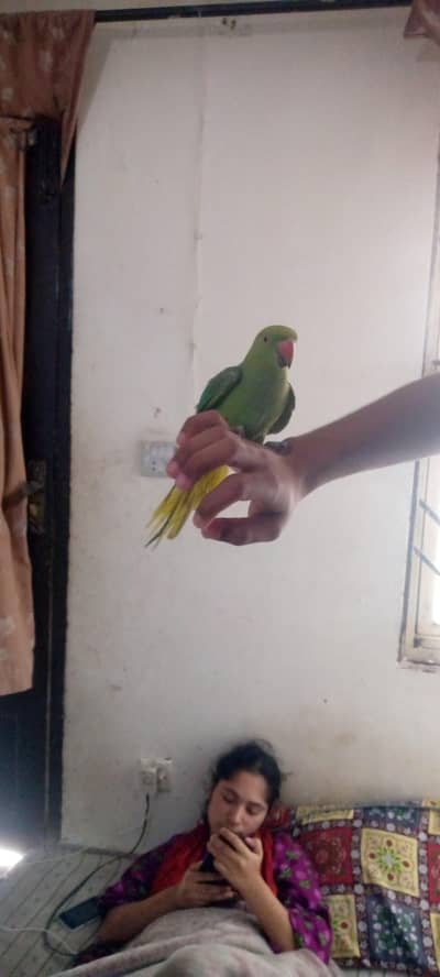 healthy parrot for sale