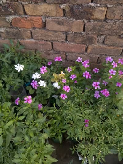All plants available in bulk