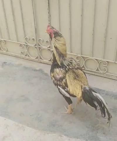 Sarel Sindhi Murga Jori Tow Pcs