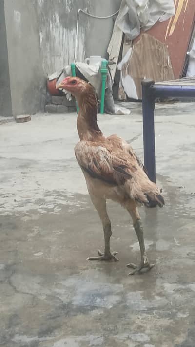 Pakistani burmi cros
