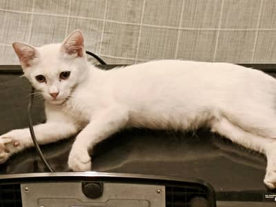 Persian Cat For Sale