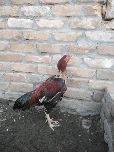 for sale lakha patha