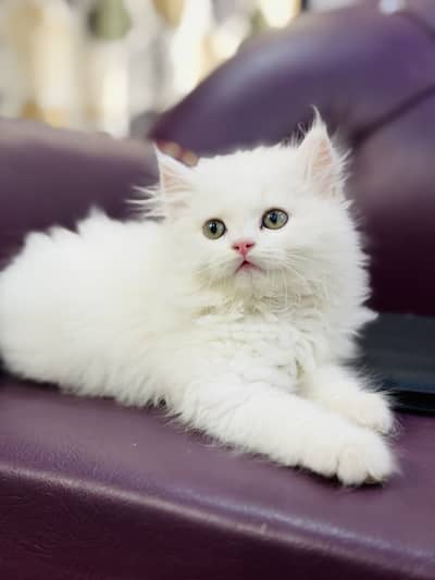 Persian triple coat kitten