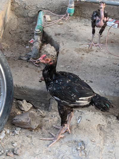 Aseel mianwali | Aseel male wallatti  |Aseel chicks | Cross breed |
